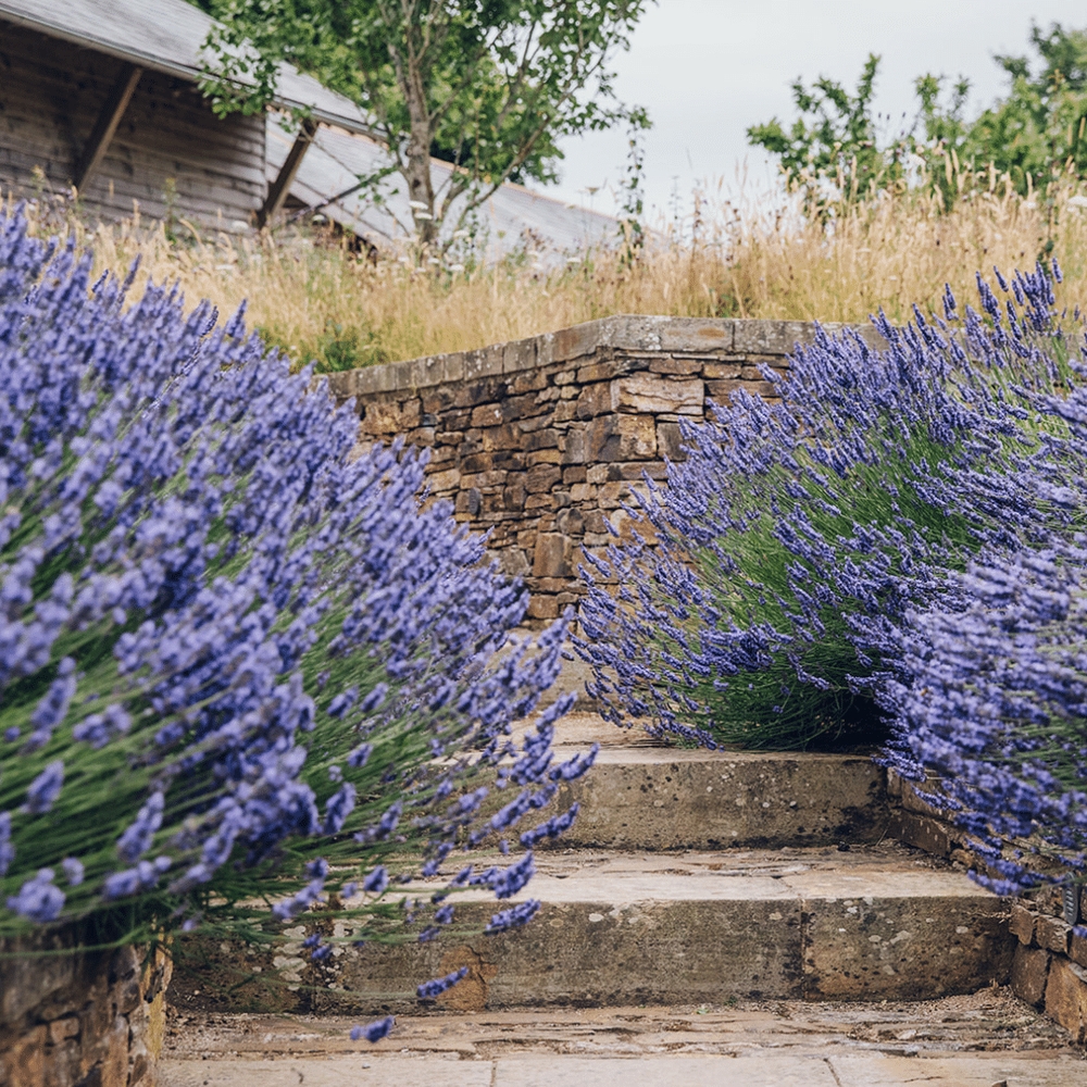 img of Adapting to a changing climate: A guide to drought tolerant gardens