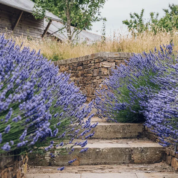 img of Adapting to a changing climate: A guide to drought tolerant gardens