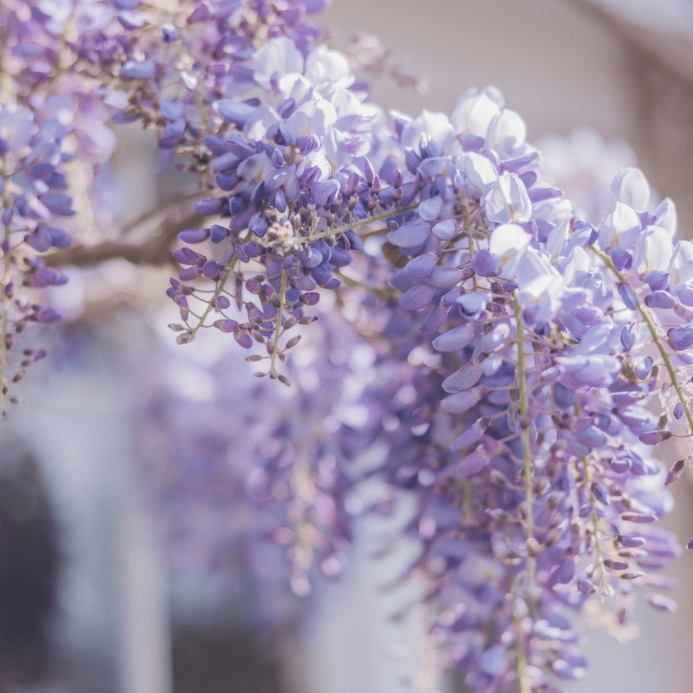 img of Companion planting in May: what to plant.